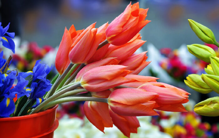 mercato fiori bologna